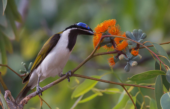 Blue-faced Honeyeater pollinating Red Gum, NT 2016