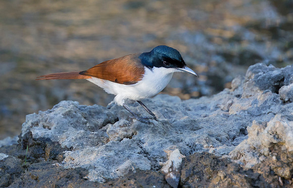 16 Shining Flycatcher ♀, NT 19-06-2016, S1A9424 def rec