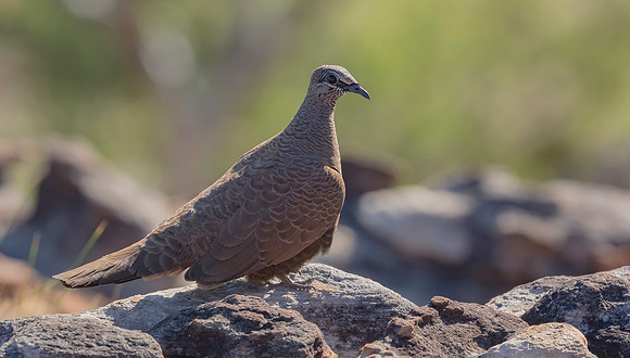 White-quilled Rock Pigeon, NT 2019