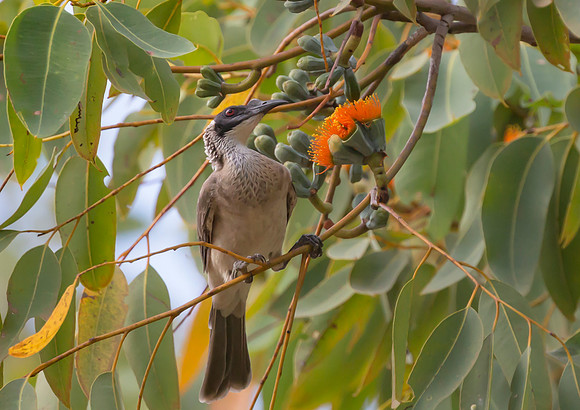 Silver-crowned Friarbird, NT 2016
