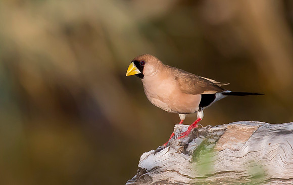 Masked Finch, NT 2016