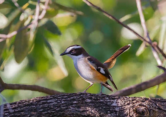 Buff-sided Robin, NT 2016