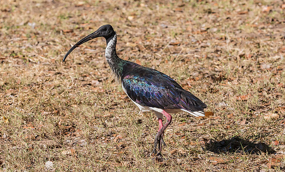 Straw-necked Ibis, NT 2016