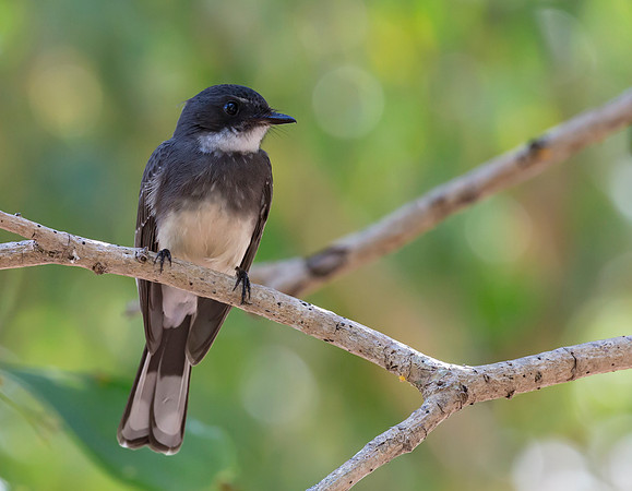 Northern Fantail, NT 2016