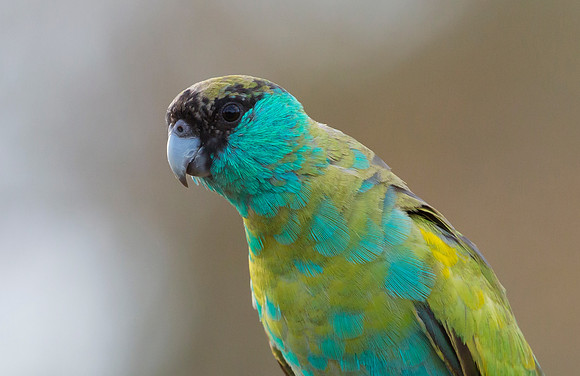 Hooded Parrot ♂, NT 2016