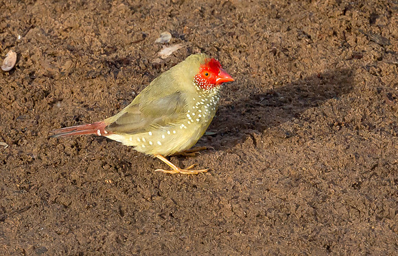 Starfinch ♂, WA 2016