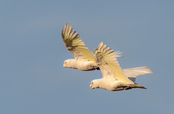 Little Corella, WA 2016