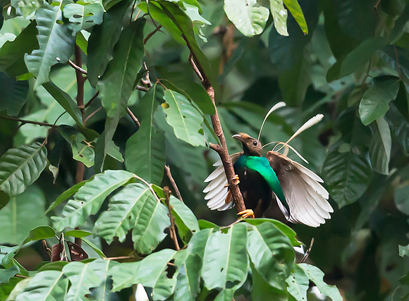 Standardwing Bird-of-paradise ♂, Halmahera, Indonesia 2018