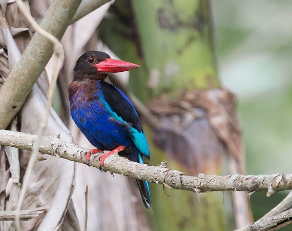 Javan Kingfisher, Bali, Indonesia 2018