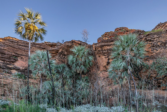 Australia, Livisonia palms in Keep River NP, NT 2016