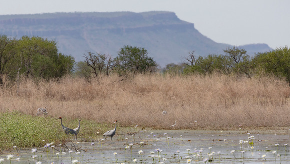 Australia, Brolgas in Parry Lagoon, WA 2016