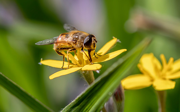 vermoedelijk Bosbijvlieg, Eristalis horticola, op Hypoxis villosa, Kockengen 2022