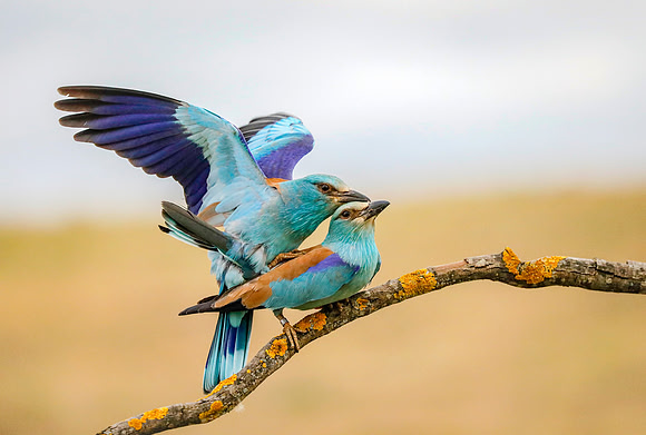 Scharrelaar ♂, ♀, European Roller, Campo Lugar, Spain 2019