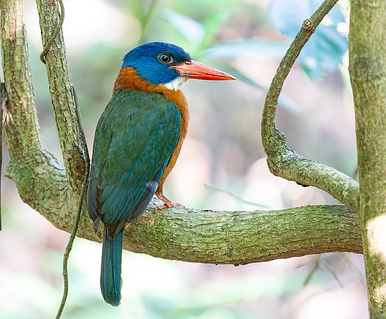 Green-backed Kingfisher ♂, Tangkoko, Sulawesi 2018