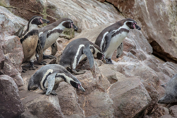 9044 Humboldt`s Penguins, 06-08-2015, S1A0497 def rec X