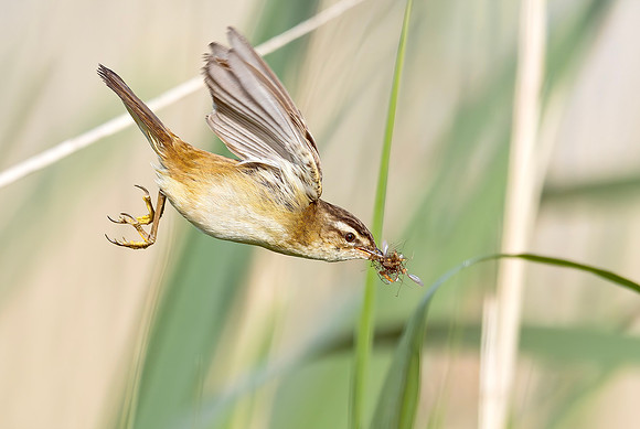 Rietzanger met buit, Sedge Warbler, Waverhoek 2024