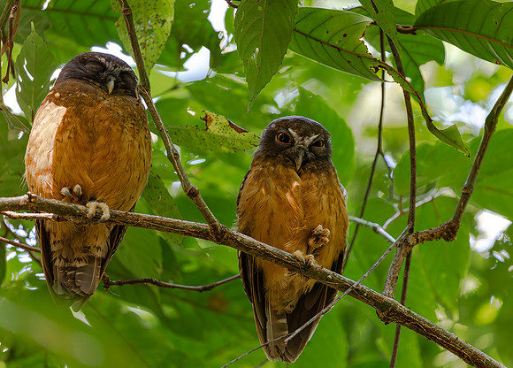 Ochre-bellied Boobook ♀, ♂, Tangkoko, Sulawesi, Indonesia 2018