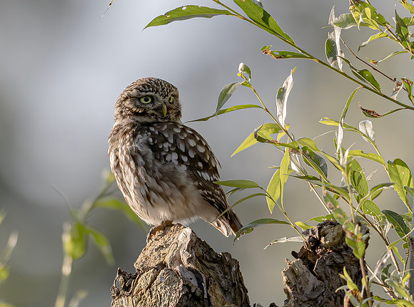 Steenuil, Little Owl, Groene Hart, Nederland 2024
