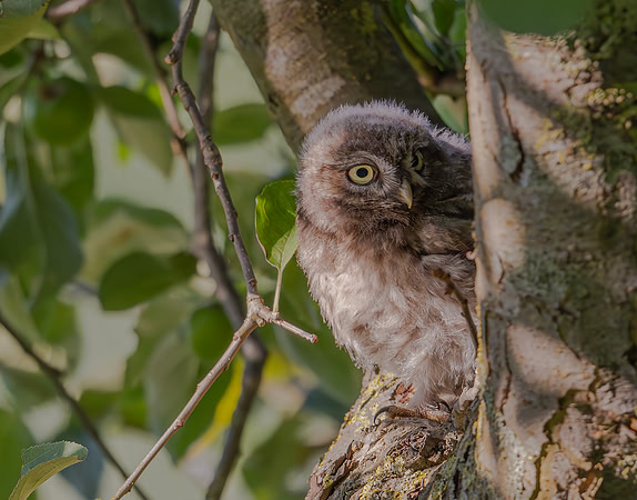 Steenuil juv, Little Owl, Groene Hart 2024