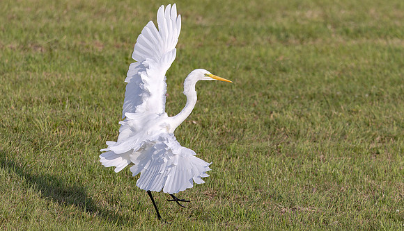 Grote zilverreiger, Great White Heron, Bodegraven 2025