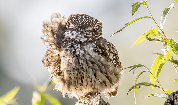 Steenuil, Little Owl, Groene Hart, Nederland 2024