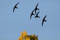 Common Swift, gierzwaluw, flight, fight, perch. Gierzwaluw