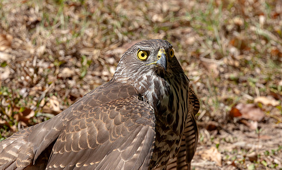 Brown Goshawk imm, Australia, NT 2016