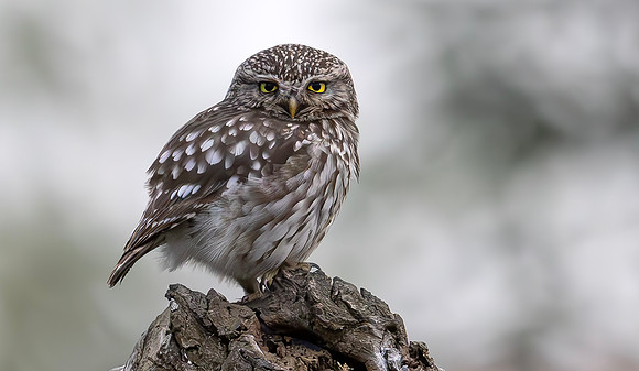 Steenuil, Little Owl, Groene Hart, Nederland 2024