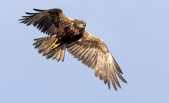 Bruine kiekendief ♀, Marsh harrier, Rietlanden Kockengen 2024