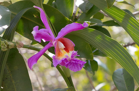 Sobralia spec, Peru 2015