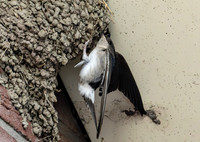 Huiszwaluw, House Martin, Kortrijk 2024