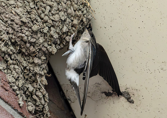 Huiszwaluw, House Martin, Kortrijk 2024