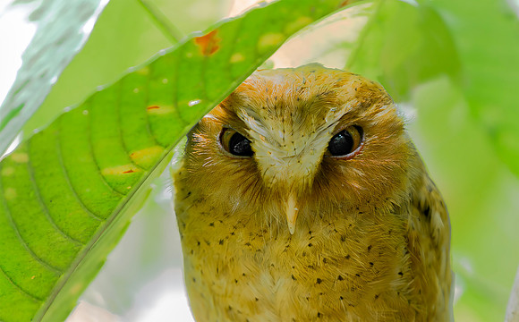 Serendib Scops Owl  ♂, Sinharaja, Sri Lanka 2019