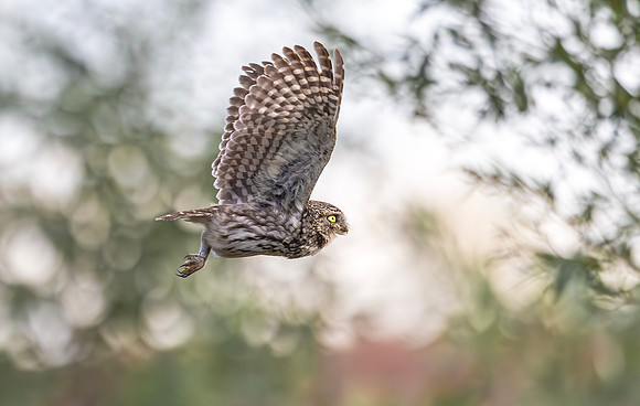 Steenuil, Little Owl, Groene Hart, Nederland 2024