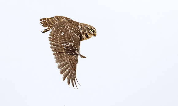 Steenuil, Little Owl, Groene Hart, Nederland 2024
