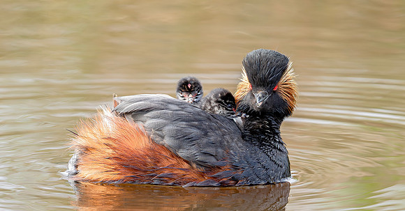 Geoorde Fuut, juv, Black-necked Grebe / Eared Grebe, Onner Polder 2021
