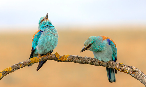 Scharrelaar ♂, ♀, European Roller, Campo Lugar, Spain 2019