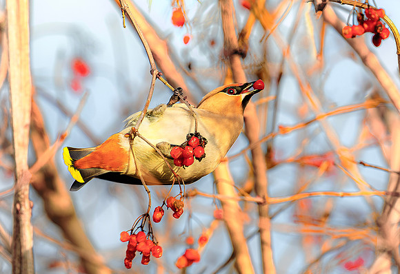 Pestvogel ♀ in Gelderse Roos, Bohemian Waxwing  among red berries, Almere 2020