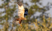 Bruine kiekendief ♂, Eurasian Marsh harrier, Rietlanden Kockengen 2025