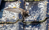 Gierzwaluw, Common Swift, Heeg 2019