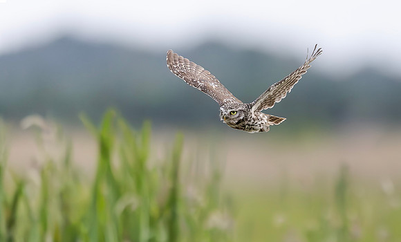 Steenuil, Little Owl, Groene Hart, Nederland 2024