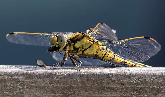 Gewone oeverlibel eet vlieg, Black-tailed Skimmer eating a fly, Bodegraven 2025
