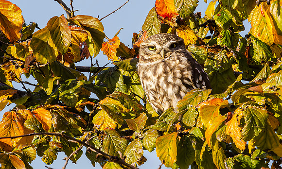 Steenuil ♂, Little Owl, Goene Hart 2024