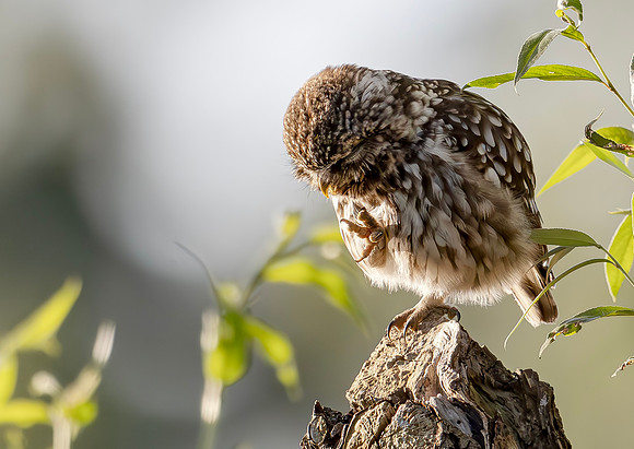 Steenuil, Little Owl, Groene Hart, Nederland 2024