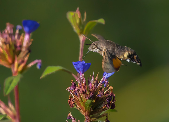 Kolibrievlinder op loodkruid, Hummingbird Hawk-moth on Leadwort, Kockengen  2022