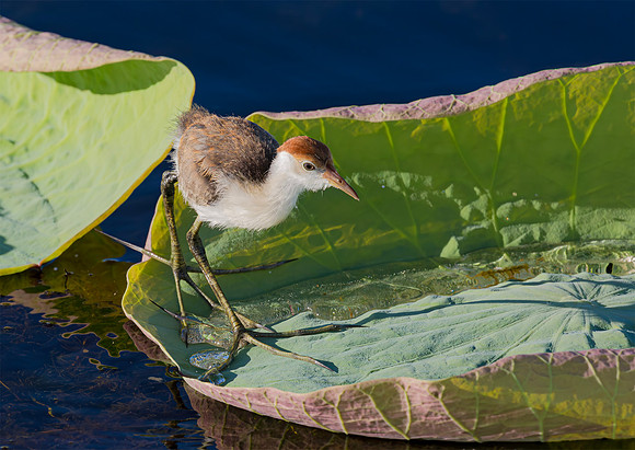 8849 Comb-crested Jacana juv, NT06-2016, S1A7780 def rec X