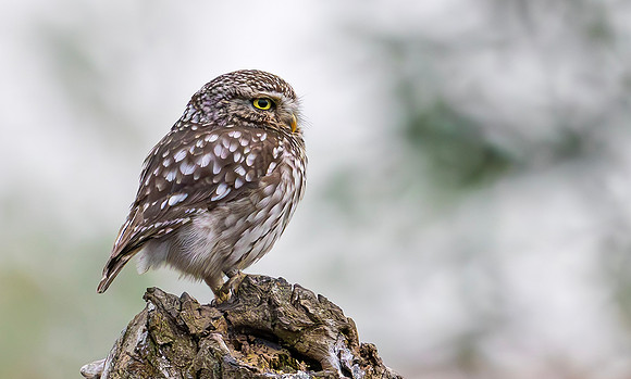 Steenuil, Little Owl, Groene Hart, Nederland 2024