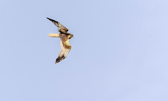 Bruine kiekendief ♂, Marsh harrier, Rietlanden Kockengen 2023