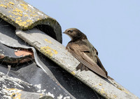 Gierzwaluw, Common Swift, Heeg 2022