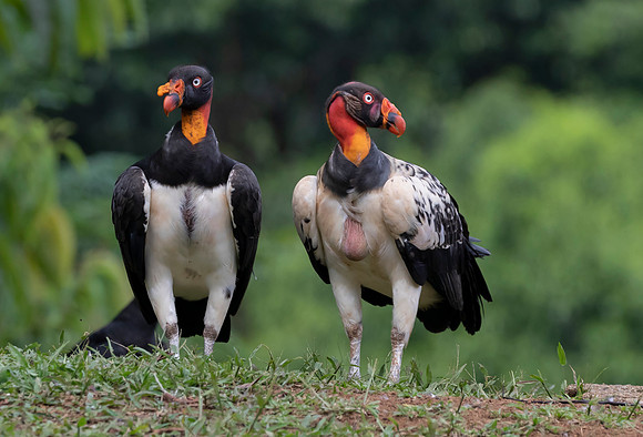 King Vulture, Costa Rica 2022
